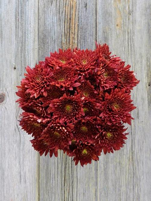 RED ROCK CUSHION POMPONS